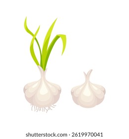 Fresh garlic bulbs with green sprouts and roots growing