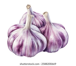 Fresh garlic bulbs with purple streaks, perfect for adding flavor to your dishes. This high-quality image captures the natural beauty and texture of garlic, making it ideal for culinary blogs, recipes