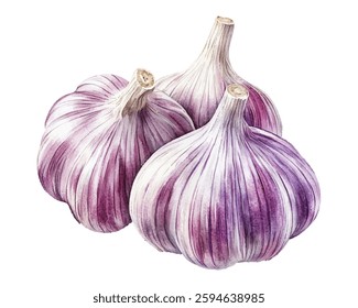 Fresh garlic bulbs with purple streaks, perfect for adding flavor to your dishes. This high quality image captures the natural beauty and texture of garlic, making it ideal for culinary blogs, recipes