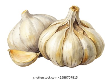 Fresh garlic bulbs, watercolor illustration, natural food art, culinary ingredient, organic produce, healthy cooking.