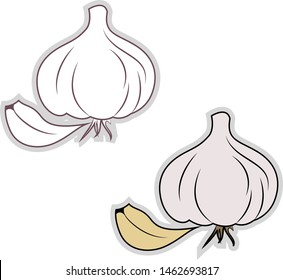 Fresh garlic, illustration, vector on white background.