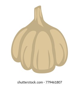 Fresh garlic isolated