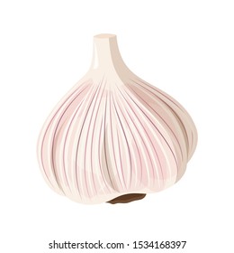 Fresh garlic on white background. Simple vector illustration.