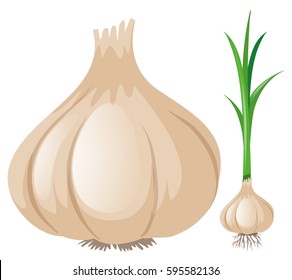 Fresh garlic on white background illustration