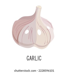 fresh garlic vector illustration, vegetables 