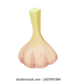 Fresh Garlic Vegetable, Aromatic Culinary Ingredient Vector Illustration