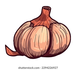 fresh garlic vegetable healthy food icon isolated