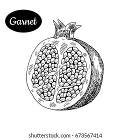 Fresh garnet. Hand drawn sketch style tropical summer fruit vector illustration. Isolated drawing on white background. Vitamin and healthy fruit eco food. Farm market produce. 