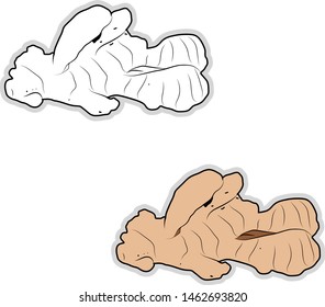 Fresh ginger, illustration, vector on white background.