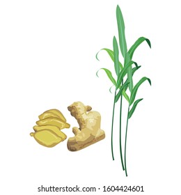Fresh ginger isolated on white background