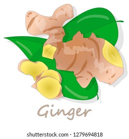 Fresh ginger on white background illustration set. Vector.