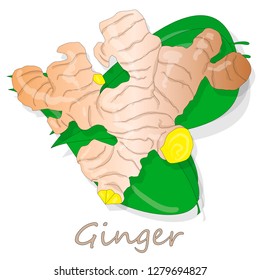 Fresh ginger on white background illustration set. Vector.