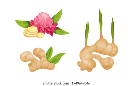 Fresh Ginger Rhizome as Fragrant Kitchen Spice with Blooming Flower Vector Set