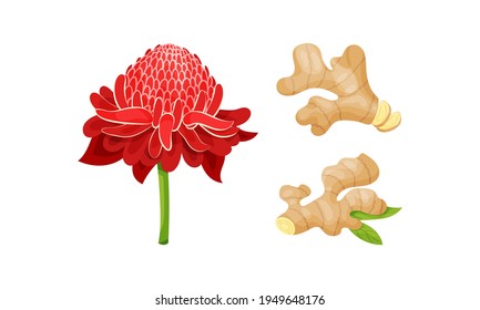 Fresh Ginger Rhizome as Fragrant Kitchen Spice with Red Flower Vector Set