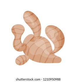 Fresh ginger root, aromatic spice herb vector Illustration on a white background