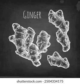 Fresh ginger root. Chalk sketch on blackboard background. Hand drawn vector illustration. Retro style.