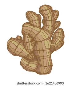 fresh ginger root, culinary spice for cooking, color vector illustration with contour lines isolated on white background in clip art and hand drawn style