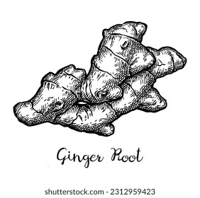 Fresh ginger root. Hand drawn ink sketch isolated on white background. Retro style.