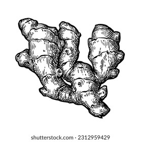 Fresh ginger root. Hand drawn ink sketch isolated on white background. Retro style.