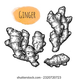 Fresh ginger root. Hand drawn ink sketch set isolated on white background. Retro style.