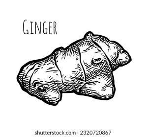 Fresh ginger root. Hand drawn ink sketch isolated on white background. Vintage style.