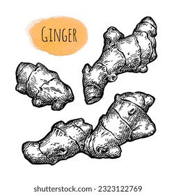 Fresh ginger root. Hand drawn ink sketch set isolated on white background. Retro style.