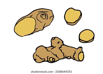 Fresh ginger root hand drawn illustration, perfect for recipe cards, food blogs, health-related content. Ideal for branding, packaging, educational materials, poster, banner, card, cookbook.