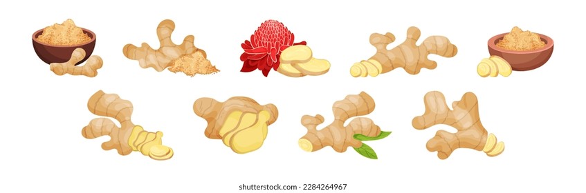 Fresh Ginger Root as Natural Spice Food Vector Set