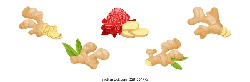 Fresh Ginger Root as Natural Spice Food Vector Set