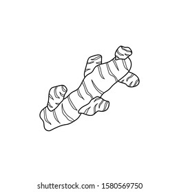 Fresh ginger root on white background. Contour hand drawn illustration. Ingredient for cooking. Symbol of asian cuisine. Vector isolated design 
