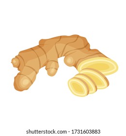 Fresh ginger root on white background. Vector illustration for food design.