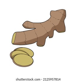 Fresh ginger root on a white background. Vector.