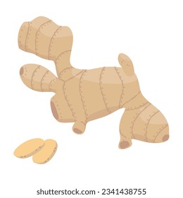 Fresh ginger root on white background. Healthy food. Ginger root illustration in a hand drawn style. Vector