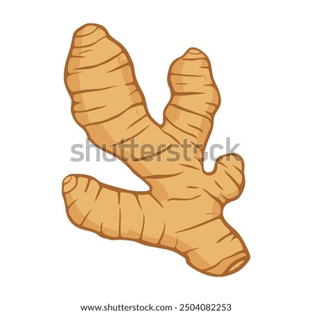 Fresh ginger root on white background. Vector illustration