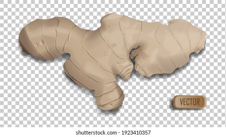 Raíz de jengibre fresca. Ilustración realista del icono del vector de la raíz de jengibre fresco para el diseño web aislado en fondo transparente