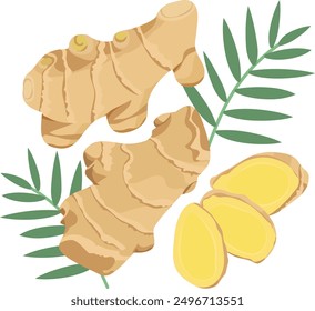 Fresh Ginger, Ginger Root, Rhizome, Family Zingiberaceae, Whole, Slices, Leaves, Hand Drawn Vector Illustration Isolated 