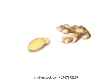 Fresh ginger root or rhizome vector illustration isolated on white background