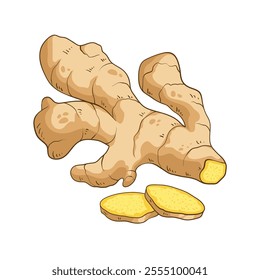 Fresh ginger root and sliced pieces, colorful vector illustration isolated on white