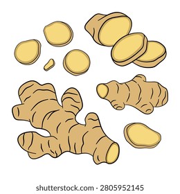 Fresh ginger root and sliced pieces isolated on white background, hand drawn vector illustration