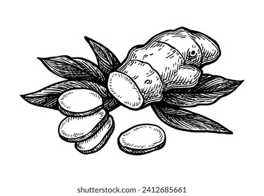 Fresh ginger root with slices and leaves. Hand drawn ink sketch isolated on white background. Vintage style.