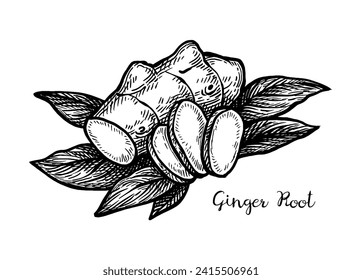 Fresh ginger root with slices and leaves. Hand drawn ink sketch isolated on white background. Vintage style.