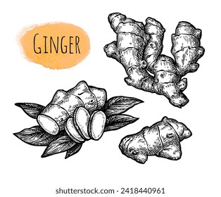 Fresh ginger root with slices and leaves. Hand drawn ink sketch set isolated on white background. Vintage style.