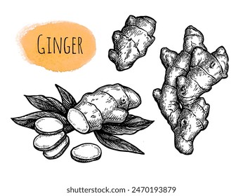 Fresh ginger root with slices and leaves. Hand drawn ink sketch set isolated on white background. Vintage style.