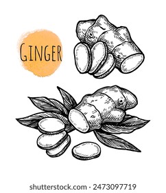 Fresh ginger root with slices and leaves. Hand drawn ink sketch isolated on white background. Vintage style.