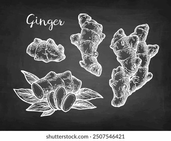 Fresh ginger root with slices and leaves. Chalk sketch set on blackboard background. Hand drawn vector illustration. Retro style.