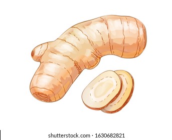 Fresh ginger root and slices. Raw tea ingredient. Vector icon