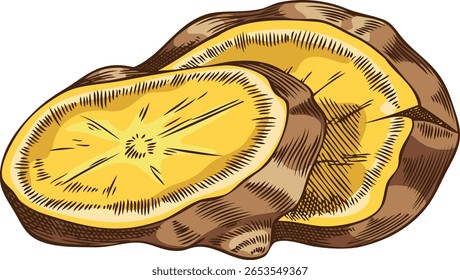 Fresh ginger root slices sketch vector icon. Hand drawn aromatic spice. Mulled wine ingredient. Organic medicinal fragrant herb, aromatherapy plant. Cooking seasoning. Natural condiment