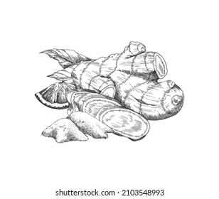 Raíz de jengibre fresca y polvo de especias en forma de boceto dibujado a mano, ilustración vectorial aislada en fondo blanco. Té de jengibre saludable y caliente con limón, vintage con grabado