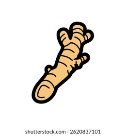 Fresh ginger root sprouts isolated illustration health