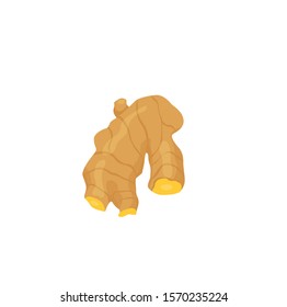 fresh ginger root vector illustration